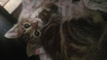 бесплатно котята: Котёнок ищет заботливый дом 🐾 Отдаётся милый котёнок. Ласковый — 1