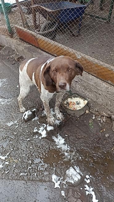 Продажа собак: Отдам в добрые руки кобеля породы курцхаар, для охоты не предназначен — 3