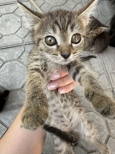 Үй жаныбарлары: Котята из одного помёта - Возраст: 2,5 месяца - Окрас: несколько — 5