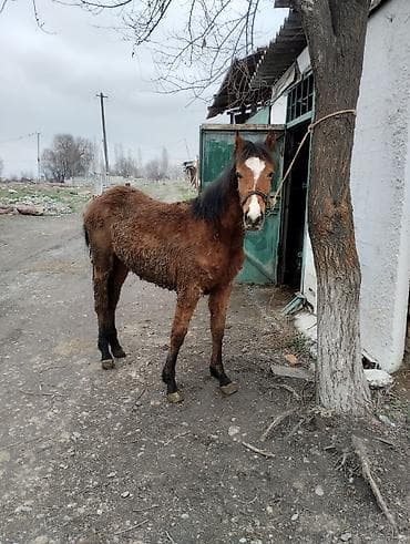 ящик бишкек: Сатам | Тай | Көбөйтүү үчүн | Асыл тукумдуу — 7