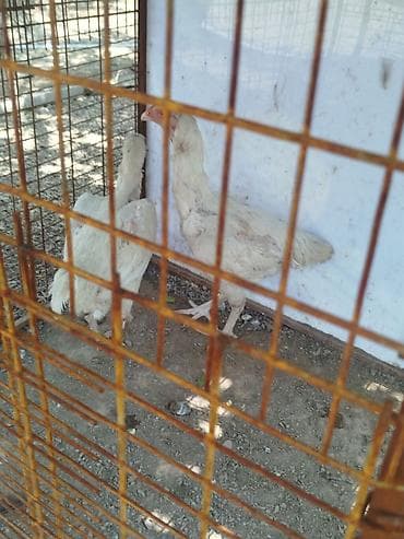 корова беловодский: Продаю | Куры — 4