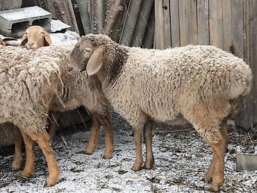 Индюки: Продаю | Овца (самка) | Для разведения | Матка — 1