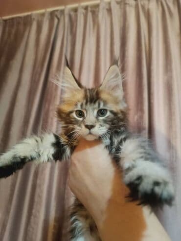 мейн кун бишкек 😺 питомник lyubushka 🐈 купить котенка 🐾 цена фото: Кошечки две девочки мейн-кун (трёхцветный окрас). Особенности: - — 1
