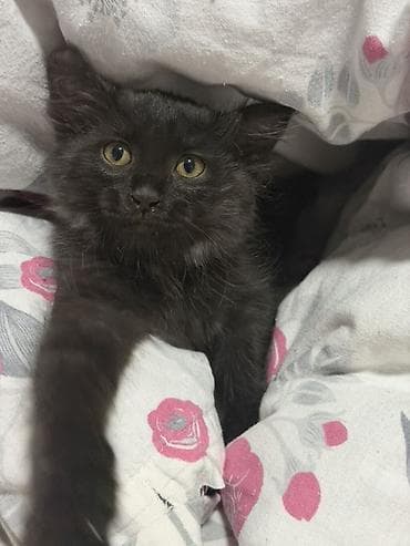 котята британский: Кошка даром: Беспородная, 3 месяца, Девочка — 2