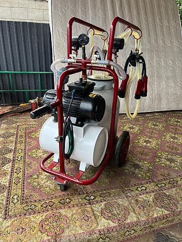 высокоудойная корова: Продаю | Корова (самка) — 5