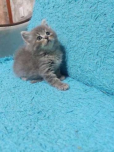 вислоухие котята цена: Милые умные красивые игривые котята 😍😍😍😍к Лотку преучены!!! 2 месяца — 9