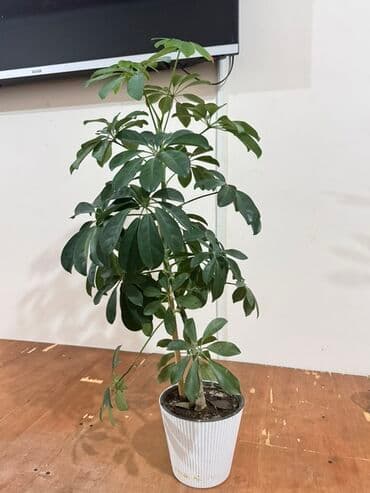 диффенбахия дифенбахия: Шефлера (Schefflera) в горшке - Домашнее декоративно-лиственное — 1