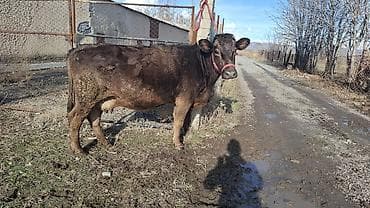 хмонг собака цена россия: Продаю | Корова (самка) | Швицкая, Симментальская | Для разведения, Для молока | Племенные, Стельные — 1