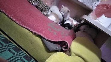 Котята и молодые кошки разных окрасов - Несколько малышей из одного