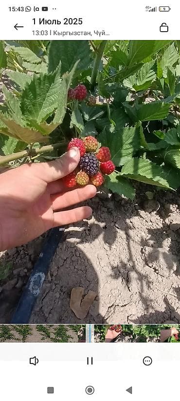 крупа: Саженцы ежевики (бесшипные сорта). Сорт Лох Нес Количево 1000 — 7