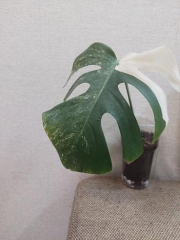 Монстеры: Монстера вариегатная (Monstera deliciosa variegata), черенки с корнями — 3