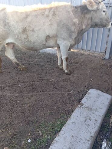 Продаю | Корова (самка) | На откорм