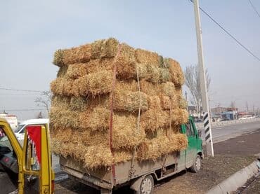 продажа щенков немецкой овчарки с документами в бишкеке: Прадаю клевир салома цена договорная званите — 5