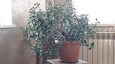 цветок денежный: Толстянка (денежное дерево), взрослые разветвлённые экземпляры в — 1