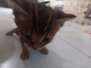 бишкектен уй сатылат: Котёнок с эффектным тигровым окрасом (коричневые и чёрные полосы — 3
