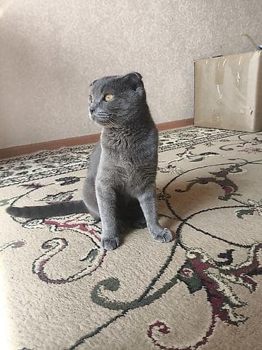 Скотиш Фолд (Шотландская вислоухая), 8 месяцев, Девочка, Серый, Приучена к лотку