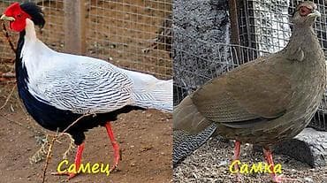 пиён гул: Серебряный фазан (Lophura nycthemera) — декоративная птица для частных — 4