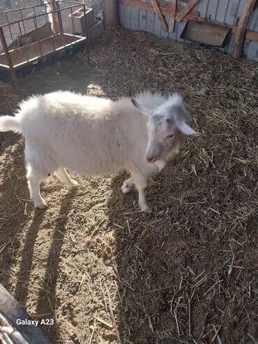 кролик декоративный: Продаю | Козёл (самец) | Для разведения | Осеменитель — 2