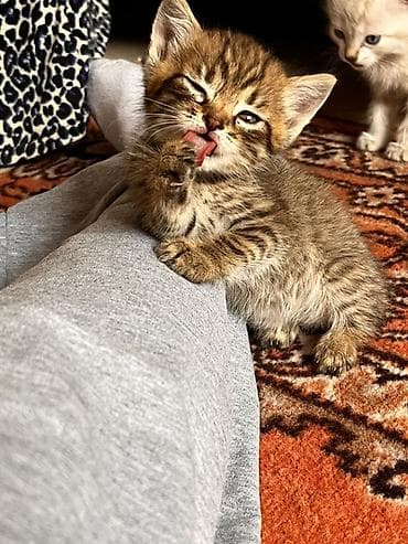котят даром: Котята домашние, ласковые и игривые. Отдам в хорошие руки!) - Окрас — 1