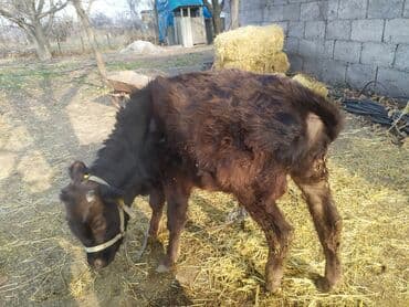 продам бу оборудование для птицефабрики: Продаю | Бык (самец) | На откорм | Привязанные — 3