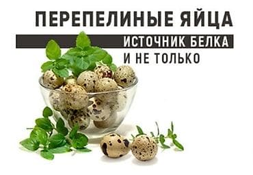 перепелина: Продаю перепелинное инкубационное яйцо 10, диетическое яйцо 5 сом — 1