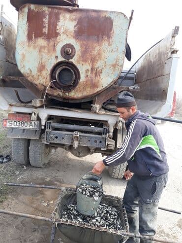 домики для хомяков купить: Малек сигалетка толстолобика карпа и Белова Амура — 5