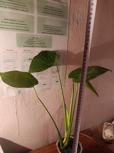 сколько стоит фикус: Комнатные цветы бигония сансиверия долларовое дерево монстера — 5