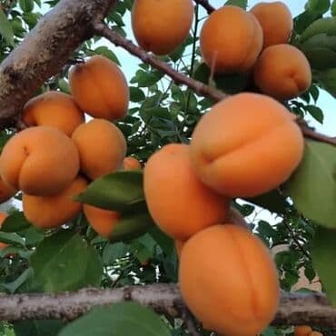 частный дом арча бешик: 5 соток, Бизнес үчүн, Кызыл китеп — 7