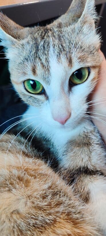 Ищем дом для молодой кошки 6 семяцев. Кошка-компаньон, очень