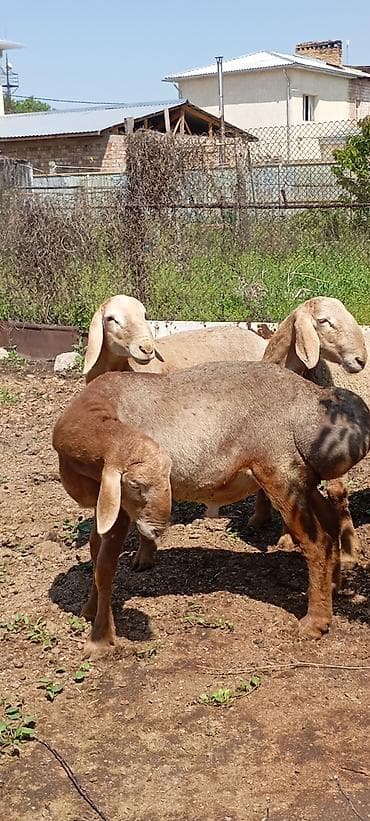 лягушки живые: Продаю | Ягненок | Для разведения | Племенные — 1