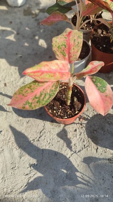 растения для аквариума: Аглаонемы декоративные в горшках — коллекция сортов с яркой — 11