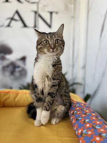 Находка и пропажа кошек: Кошка даром: Беспородная, 8 месяцев, Девочка, Кастрирована, Приучена к лотку, Проглистована — 4