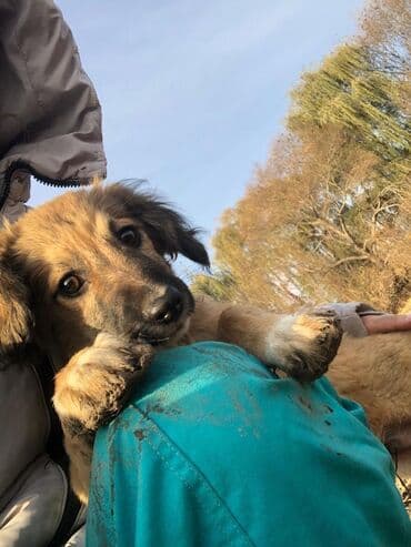 Вязка собак: Щеноки бардер-колли, среднего размера . умные,домашние,мальчики.6 — 8