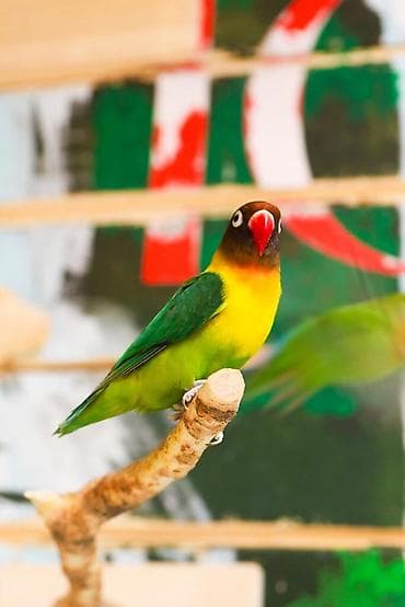 Попугай Неразлучник (Agapornis personatus) – яркий декоративный
