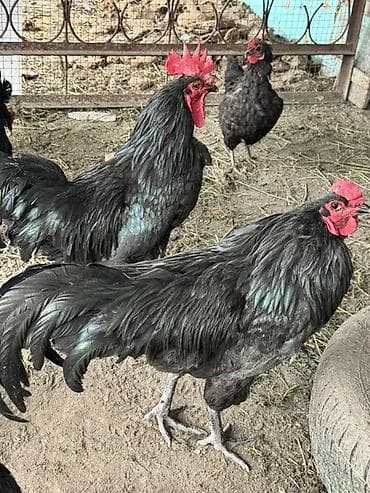 Продаю | Куры | Домашняя | Для разведения