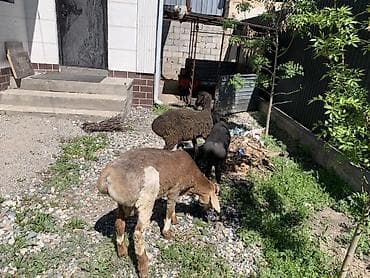 домашняя крыса: Продаю | Баран (самец) | Для разведения | Племенные — 4