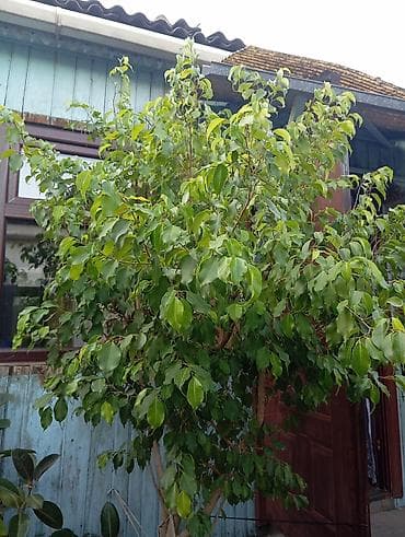 Фикус Бенджамина (Ficus benjamina), крупное комнатное/оранжерейное