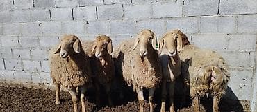 Продаю | Овца (самка), Ягненок | Арашан | Для разведения | Племенные, Ярка