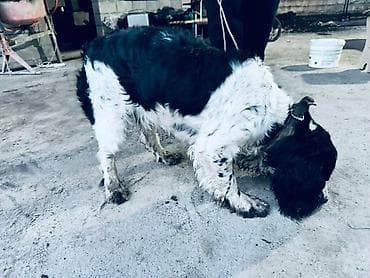 стерилизация собак бишкек цена: Спаниель, 1 жаш, Эркек — 3