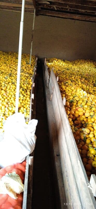 ак тош: Алмалар Дүңүнөн — 1