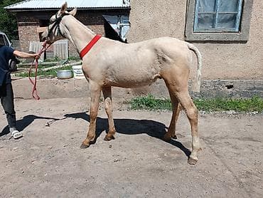 рабочий конь: Продаю | Конь (самец), Жеребец, Жеребенок | Для разведения, Рабочий, Конный спорт — 2