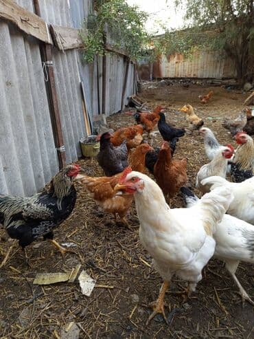 охотничий собака: Продаю домашних кур и петухов ОПТОМ! - В наличии крупные мясо‑яичные — 3