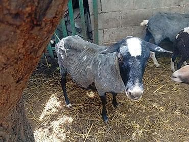 козу гирил: Продаю | Овца (самка), Баран (самец) | На забой — 4