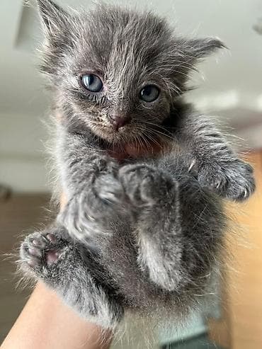 Кошки: Срочно!Ищем добрые руки для милых котят!💔Котята чистенькие, игривые — 3