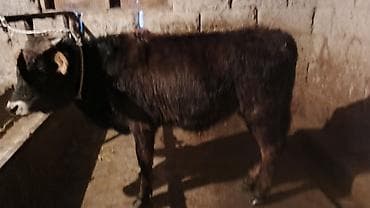 Продаю | Бык (самец) | На откорм | Привязанные