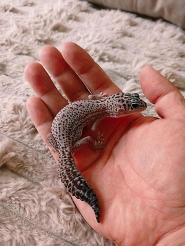 сингапурская кошка купить: Малыши Гемитекониксы мимимишные гекконы, классные питомцы крутые — 4