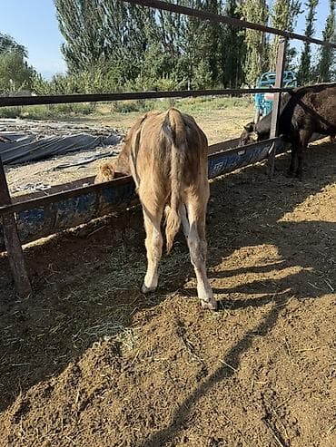 кошка сокулук: Продаю Бычков хороших - аппетит у всех отличный 15 голов ! Возрост — 9