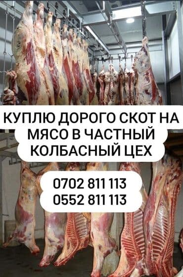 животные коты: Сатып алам | Жылкылар, аттар | Бардык шартта, Союлган — 1