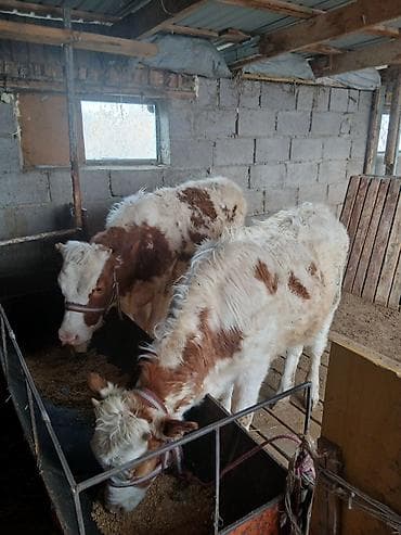 Услуги ветеринара: Продаю | Тёлка | На откорм | Привязанные — 1