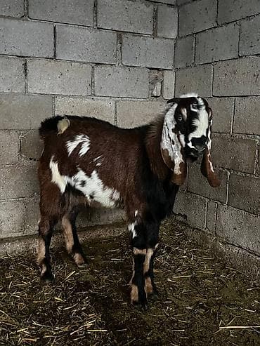 кой кемин: Сатам | Теке (эркек) | Битал | Көбөйтүү үчүн | Жасалма жол менен боозутуу — 1